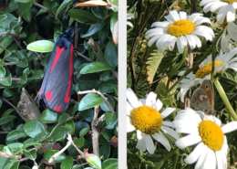 hotspur-bottom-butterfly-reserve-competition