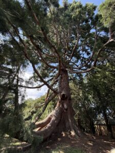 hall-barn-redwood