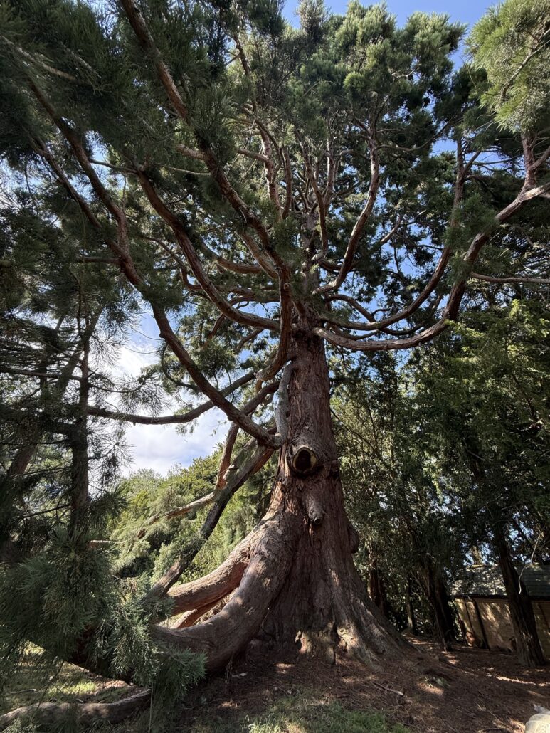 hall-barn-redwood